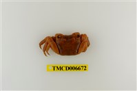 藏品(斑點擬相手蟹)的圖片